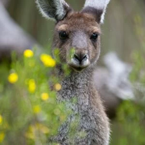 Western gray kangaroo (Macropus fuliginosus), Yanchep National Park, West Australia