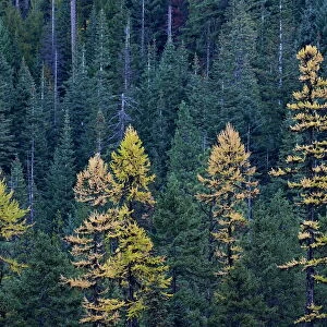 Western larch (Larix occidentalis) in the fall, Mount Hood National Forest, Oregon, United States of America, North America