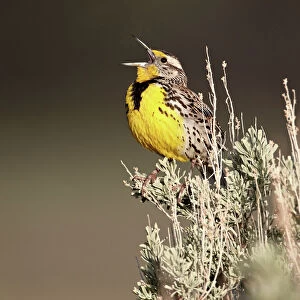 Western meadowlark (Sturnella neglecta) singing, Yellowstone National Park, Wyoming, United States of America, North America