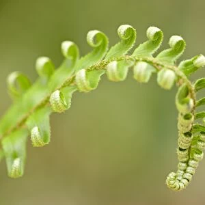 Western sword fern (Polystichum munitum) tip, Cathedral Grove, MacMillan Provincial Park