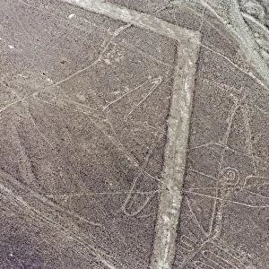 Whale, Lines and Geoglyphs of Nasca, UNESCO World Heritage Site, Peru, South America