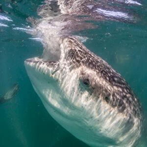 Whale shark (Rhincodon typus) underwater with snorkelers off El Mogote, near La Paz