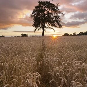 Wheat field with path and tree at sunset, near Chipping Campden, Cotswolds, Gloucestershire