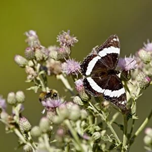 White Admiral (Basilarchia arthemis) butterfly, Waterton Lakes National Park