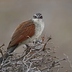 White-browed coucal (Centropus superciliosus), Selous Game Reserve, Tanzania, East Africa