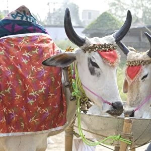 Two white cows, decorated with cloth and bells, for sale at the annual Sonepur Cattle Fair near Patna, Bihar