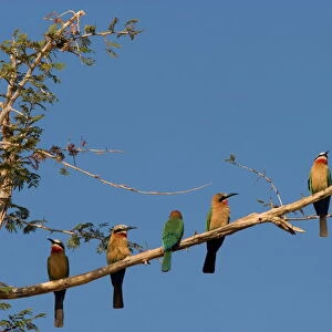 White-fronted bee-eaters
