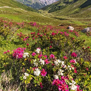 White and fuchsia coloured rhododendrons, Spluga Pass, canton of Graubunden, Switzerland