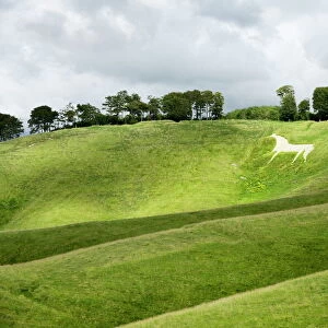 White horse, the Cherhill Downs, Wiltshire, England, United Kingdom, Europe