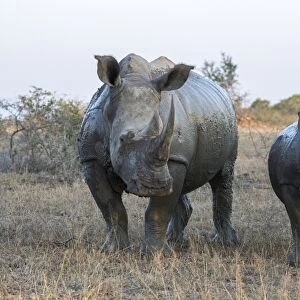 White rhino (Ceratotherium simum) with calf, Hluhluwe-iMfolozi game reserve, KwaZulu-Natal