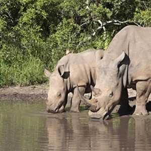 White rhino (Ceratotherium simum), with calf, Makalali Game Reserve, South Africa, Africa