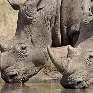 Two white rhinoceros (Ceratotherium simum) drinking, Kruger National Park