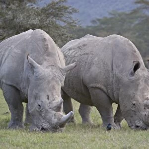 Two white rhinoceros (Ceratotherium simum) feeding, Lake Nakuru National Park
