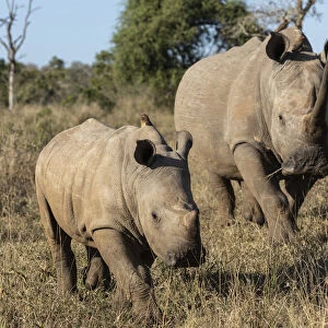 White rhinos (Ceratotherium simum), iMfolozi game reserve, KwaZulu-Natal, South Africa