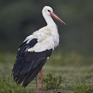 White stork (Ciconia ciconia), Serengeti National Park, Tanzania, East Africa, Africa