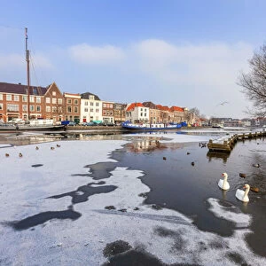 White swans in the frozen water of Spaarne river canal, Haarlem, Amsterdam district