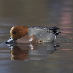 Wigeon, Anas penelope, at Martin Mere Wildfowl and Wetlands Trust reserve in Lancashire