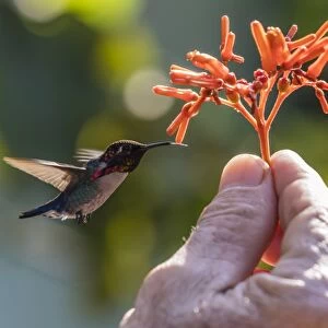 A wild adult male bee hummingbird (Mellisuga helenae), attracted to hand-held flower