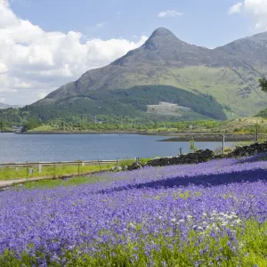 Wild bluebells (Hyacinthoides non-scripta) beside Loch Leven, the Pap of Glencoe beyond, Ballachulish, Highland, Scotland, United Kingdom, Europe