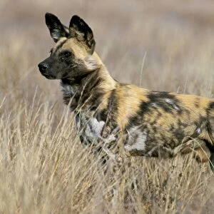 Wild dog (painted hunting dog) (Lycaon pictus)