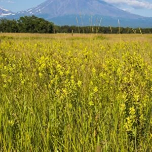 Wild flower field and the Avachinskaya Sopka volcano near Petropavlovsk-Kamchatsky, Kamchatka, Russia, Eurasia