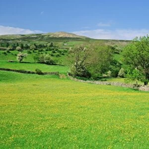 Wild flower meadow, Swaledale, Yorkshire Dales National Park, North Yorkshire
