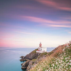 Wild flowers with Baily Lighthouse in the background, Howth, County Dublin, Republic of Ireland