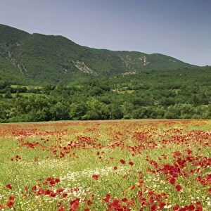 Wild flowers including poppies in a field near Apt in the Luberon mountains