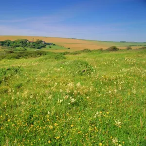 Wild flowers on the South Downs, East Dean, near Eastbourne, East Sussex