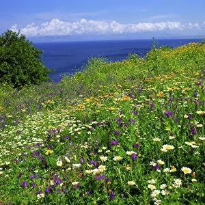 Wild flowers in spring in Zingaro Nature Reserve, Sicily, Italy, Mediterranean, Europe