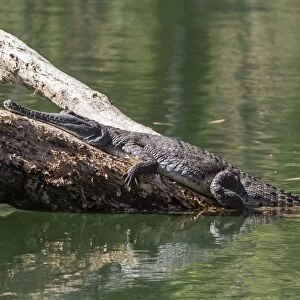 Wild freshwater crocodile (Crocodylus johnsoni) (Crocodylus johnstoni), Ord River, Kimberley, Western Australia, Australia, Pacific