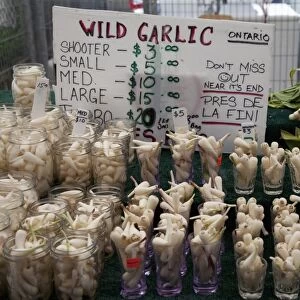 Wild garlic for sale, Ottawa, Ontario, Canada, North America