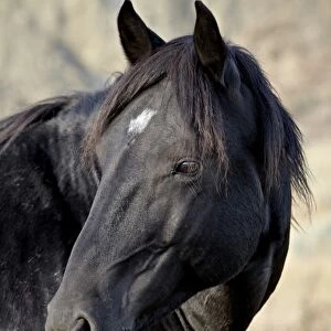 Wild horse (Equus Caballus), Theodore Roosevelt National Park, North Dakota