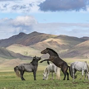 Wild horses playing and grazing and Khangai mountains in the background, Hovsgol province