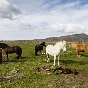 Wild horses, Reykjanes Peninsula, Iceland, Polar Regions