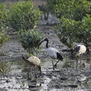 Wild Sacred ibis (Threskiornis aethiopicus) on mangrove swamp mudflats, Guandu, Taiwan