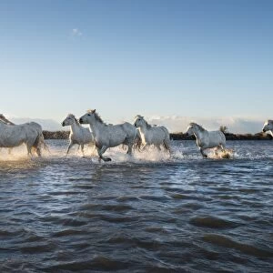 Wild white horses running through water, Camargue, France, Europe