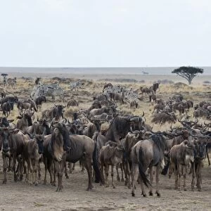 Wildebeest (Connochaetes taurinus) approaching the Mara River, Masai Mara, Kenya, East Africa, Africa