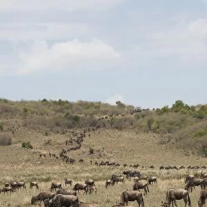Wildebeest (Connochaetes taurinus), Masai Mara, Kenya, East Africa, Africa
