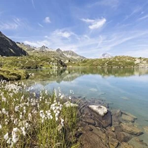 Wildflowers on the shore of the alpine lake, Crap Alv Lejets, Albula Pass, Canton of Graubunden