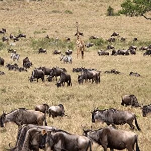 Wildlife in abundance in the Masai Mara National Reserve, Kenya, East Africa, Africa