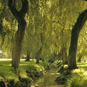 Willow trees by forest stream, New Forest, Hampshire, England, UK, Europe