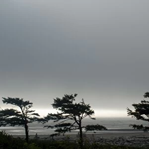 Wind beaten trees and gray weather at Kalaloch Beach