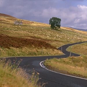 Winding road and sheep east of Pitlochry