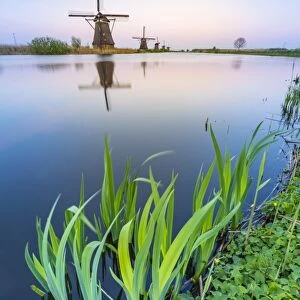 Windmills on the canal and grass in the foreground, Kinderdijk, UNESCO World Heritage Site
