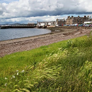 Windswept grasses by the shingle beach at Broughty Ferry, Dundee, Scotland, United Kingdom, Europe