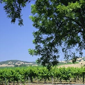 Wine country in the Napa Valley