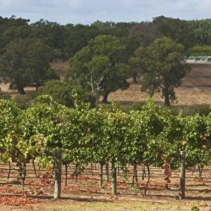Winery vineyard in the famous wine growing region of Margaret River, Augusta-Margaret Shire