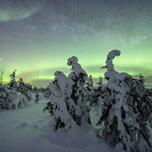 Winter forest covered with snow under the green Northern Lights (Aurora Borealis)