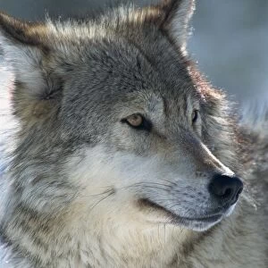 Wolf (Canis lupis)